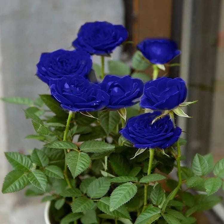 💙BLUE ENCHANTRESS ROSE SEEDS✨