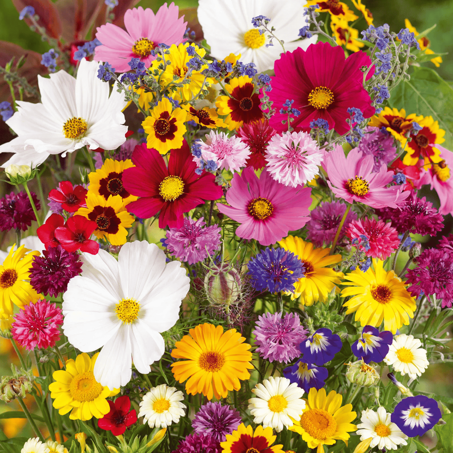 🔥Last day💝Mixed Perennial Flowers Seeds-Over 60 kinds mixed