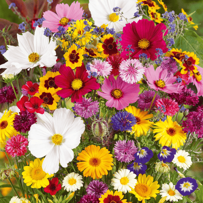 🔥Last day💝Mixed Perennial Flowers Seeds-Over 60 kinds mixed