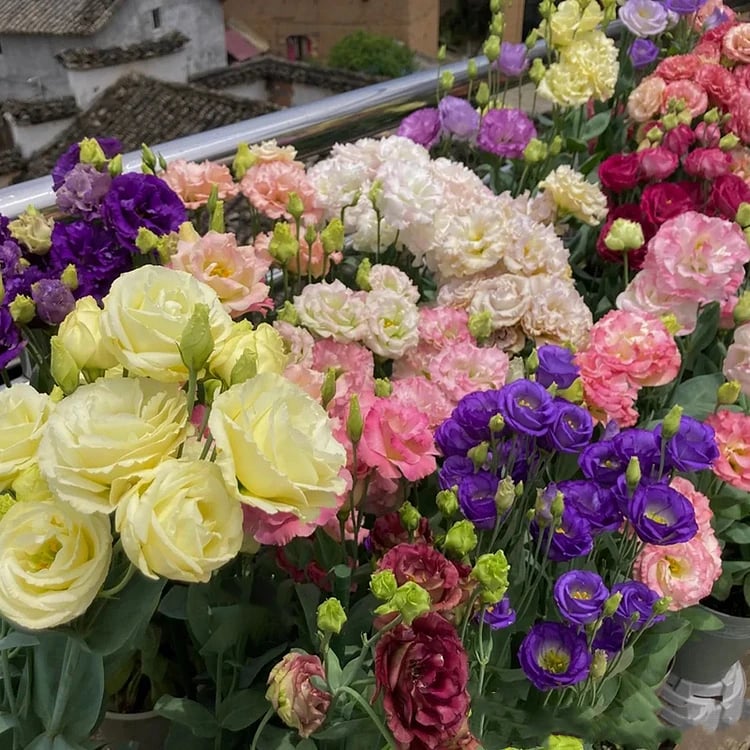 🔥🌺Low-maintenance Eustoma Flower Seeds🌈
