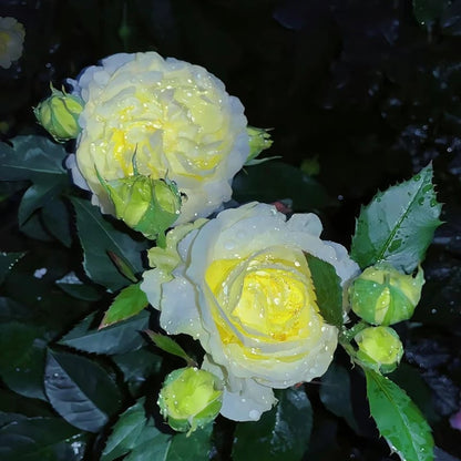 🔥🌺Low-maintenance Eustoma Flower Seeds🌈