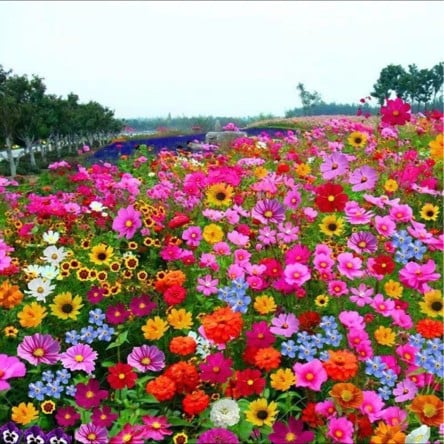 🔥Last day💝Mixed Perennial Flowers Seeds-Over 60 kinds mixed