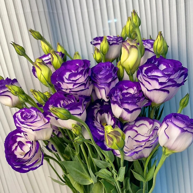 🔥🌺Low-maintenance Eustoma Flower Seeds🌈