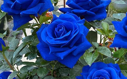 💙BLUE ENCHANTRESS ROSE SEEDS✨