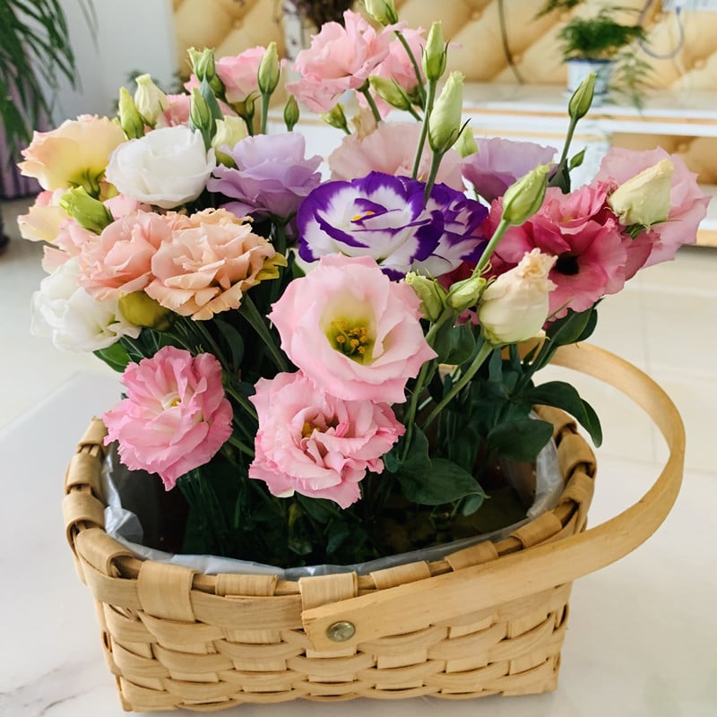 🔥🌺Low-maintenance Eustoma Flower Seeds🌈