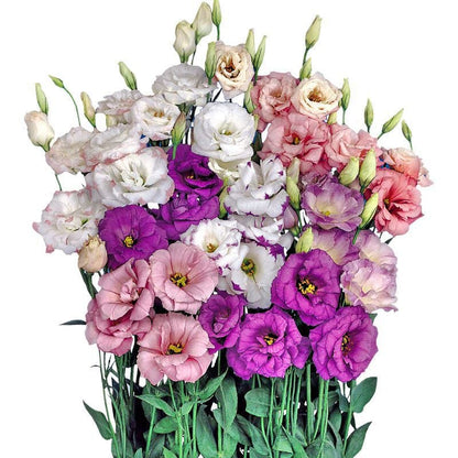 🔥🌺Low-maintenance Eustoma Flower Seeds🌈