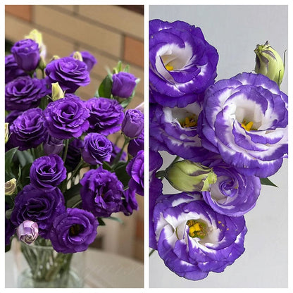🔥🌺Low-maintenance Eustoma Flower Seeds🌈