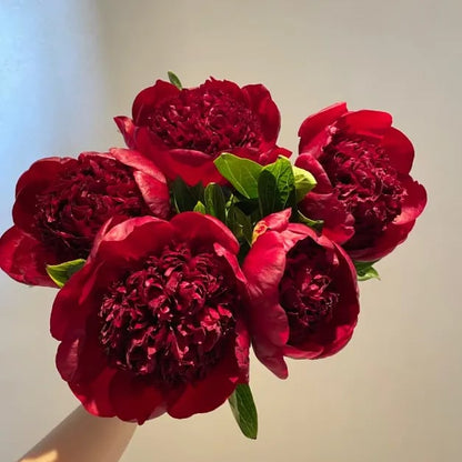 🔥🌺THE QUEEN OF FLOWERS—DOUBLE PETALED PIANI SEEDS