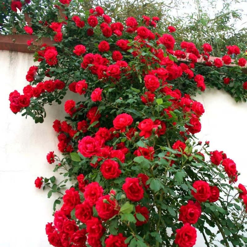 🌹Climbing Vine Rose Flower Seeds