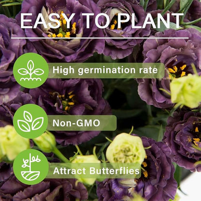 🔥🌺Low-maintenance Eustoma Flower Seeds🌈