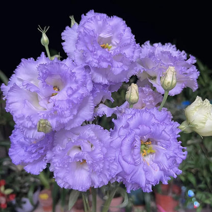 🔥🌺Low-maintenance Eustoma Flower Seeds🌈